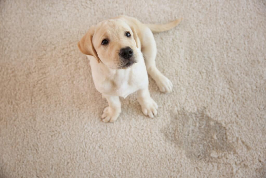 Pet stains and odor control